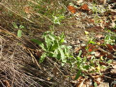 Andryala integrifolia