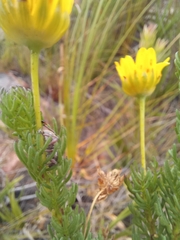 Euryops pinnatipartitus