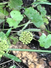 Hydrocotyle laxiflora