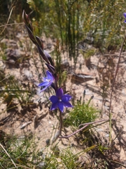 Thelymitra ixioides