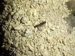 Camponotus aethiops