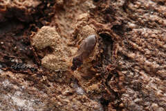 Cimicoidea