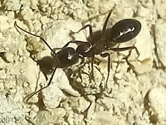 Camponotus aethiops