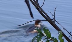 Mergus merganser merganser