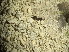 Camponotus aethiops