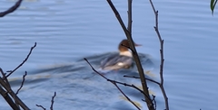 Mergus merganser merganser
