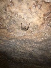 Myotis velifer