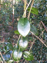 Hoya australis australis