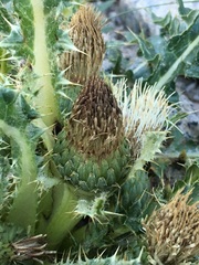 Cirsium scariosum