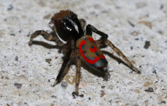 Maratus pavonis