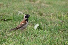 Passer melanurus damarensis