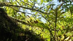 Pleopeltis