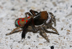 Maratus pavonis