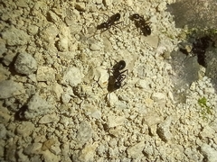 Camponotus aethiops