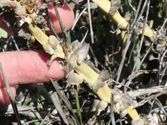 Pelargonium fulgidum