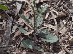Senecio picridioides