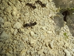 Camponotus aethiops