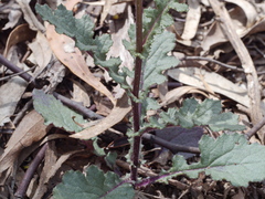 Senecio picridioides