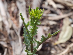 Senecio picridioides