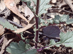 Senecio picridioides