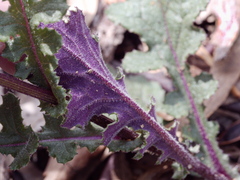 Senecio picridioides