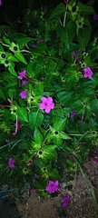 Mirabilis jalapa