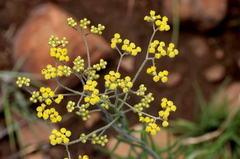 Helichrysum harveyanum