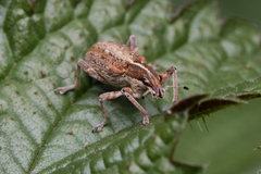 Charagmus gressorius