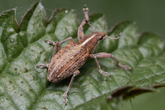 Charagmus gressorius