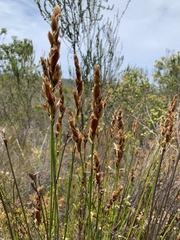 Elegia tectorum