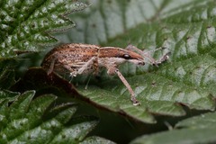 Charagmus gressorius