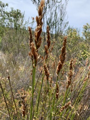 Elegia tectorum