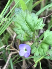 Veronica plebeia