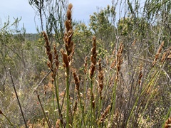 Elegia tectorum