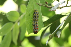 Cyclosia papilionaris
