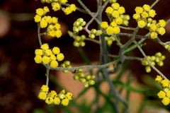 Helichrysum harveyanum