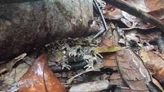 Limnonectes malesianus