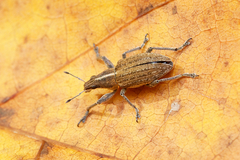 Charagmus gressorius