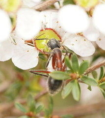 Camponotus intrepidus