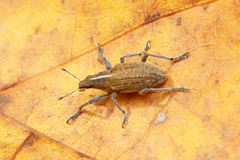 Charagmus gressorius