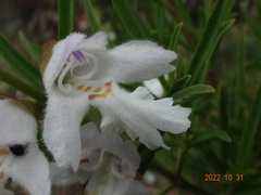 Prostanthera nivea