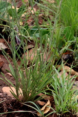 Helichrysum harveyanum