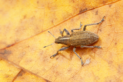 Charagmus gressorius