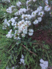 Kunzea ambigua