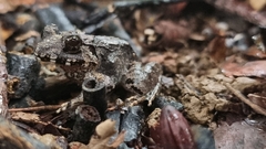 Limnonectes malesianus