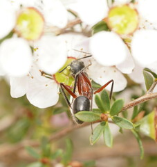 Camponotus intrepidus