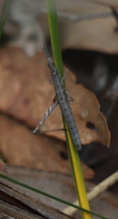 Vandiemenella viatica