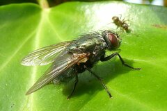 Eudasyphora cyanella