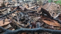 Limnonectes malesianus
