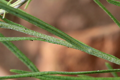 Helichrysum harveyanum